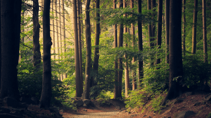 ภาพป่าใหญ่จากนิทานเรื่อง Hansel and Gretel